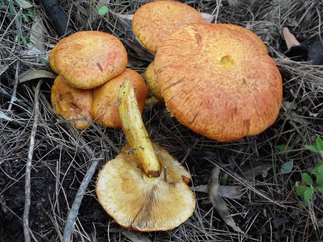 Gymnopilus junonis